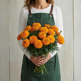 Orange Inca II, Marigold Seeds